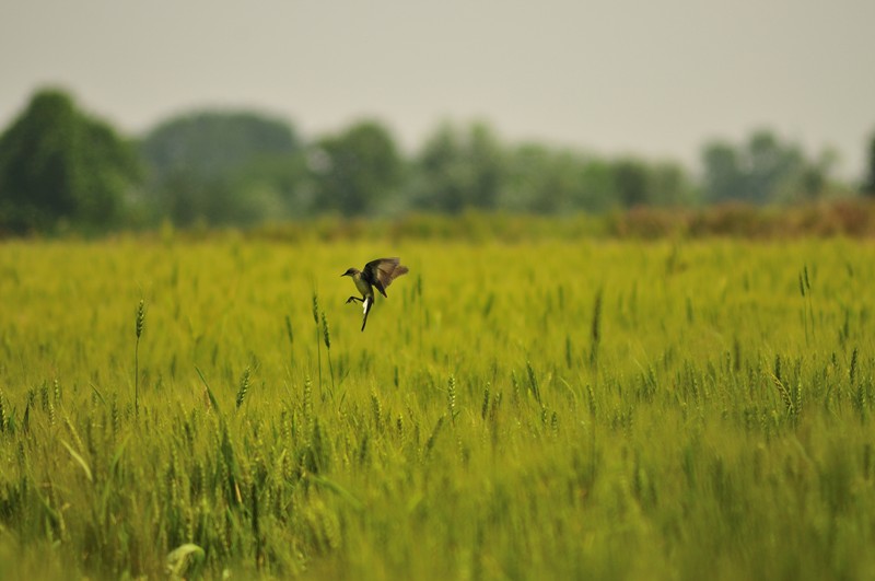 Cutrettola sul frumento